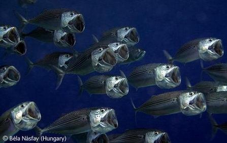 Mackerel in synchrony