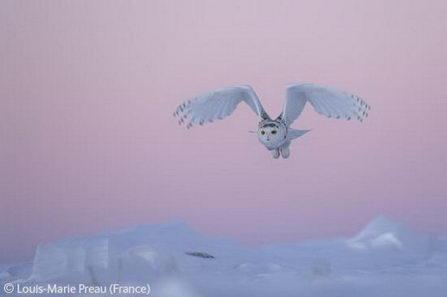 Snowy owl stoop