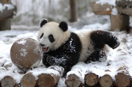 大熊猫龙欣图片