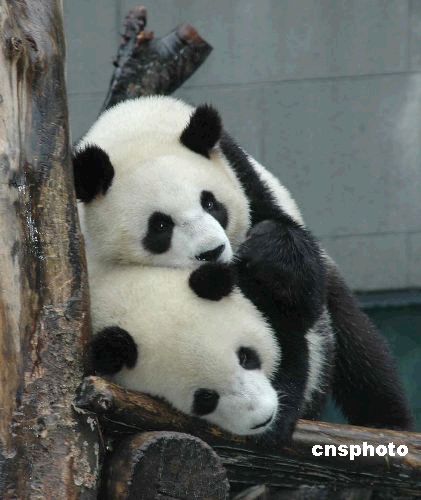 動物園裡專責照顧熊貓的飼養員,能夠整天跟這麼可愛的熊貓生活在一起