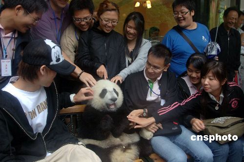 三十位台湾各界人士和近二十位台湾大学生风尘仆仆前往距成都一百三十余公里的卧龙自然保护区，近距离观看“国宝”大熊猫，并为选定的赠台大熊猫“团团”、“圆圆”举行了生日晚会。图为台湾大学生欣喜地与大熊猫合影。中新社发鲁彦 摄 