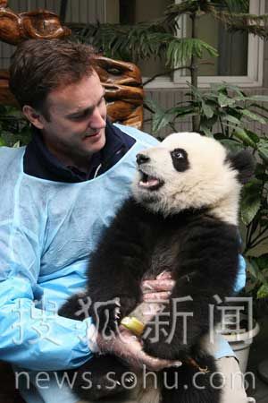 WWF(中国）首席代表欧达梦与大熊猫第一次亲密接触。WWF－CHINA
