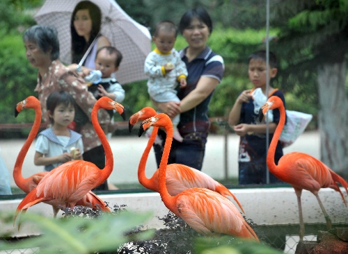 遊客在廣西南寧市南寧動物園觀看火烈鳥(圖)