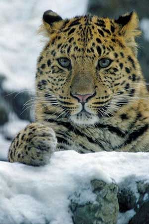 十大灭绝的豹子图片