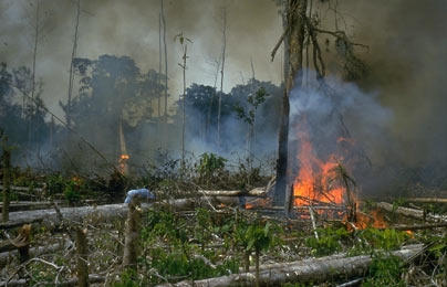 毒品种植成为破坏哥伦比亚热带雨林的罪魁祸首