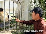 工程师黄炎正在观察怀孕大熊猫的情况