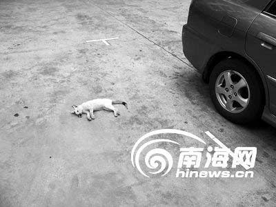 被踩死的猫