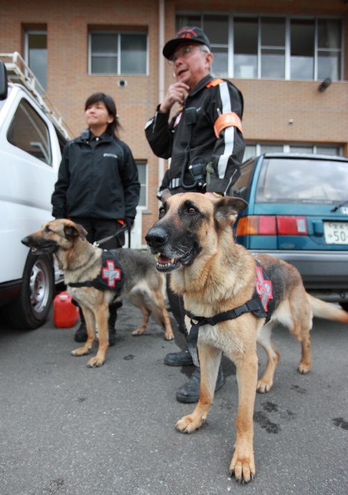 組圖:搜救犬增援日本地震災區