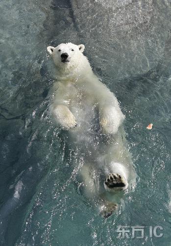 北极熊会游泳吗图片