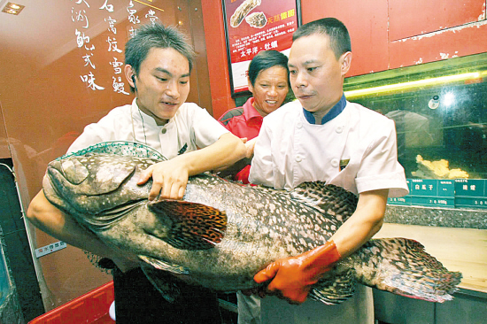 石斑鱼从没见过 在(浙江)台州椒江新荣记酒店,一条巨大的鱼让所有来