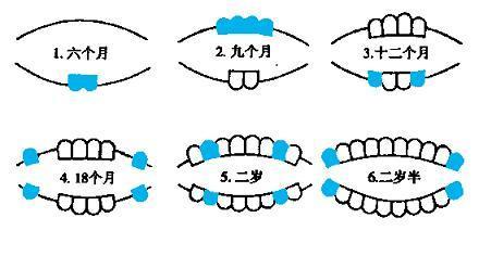 宝宝长牙顺序不对图片