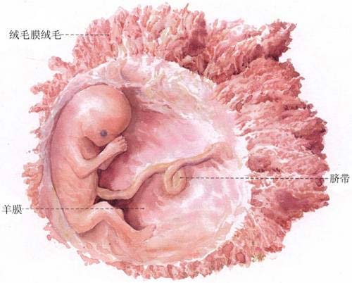 9周胎儿图