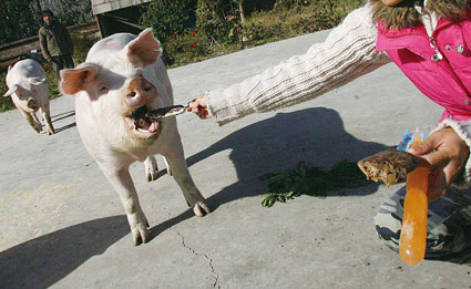 喂猪吃饭 表情包图片