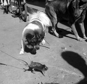 居民训练狗抓耗子 宠物狗看到老鼠就去追咬(图)