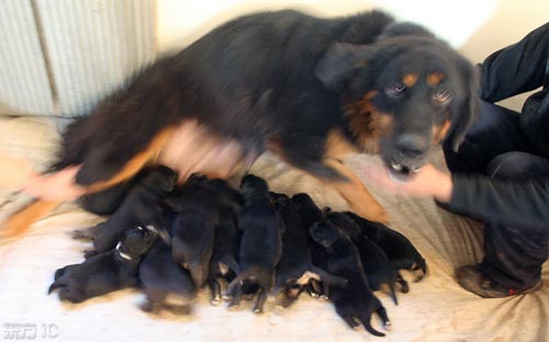 藏獒图片 幼犬出生图片