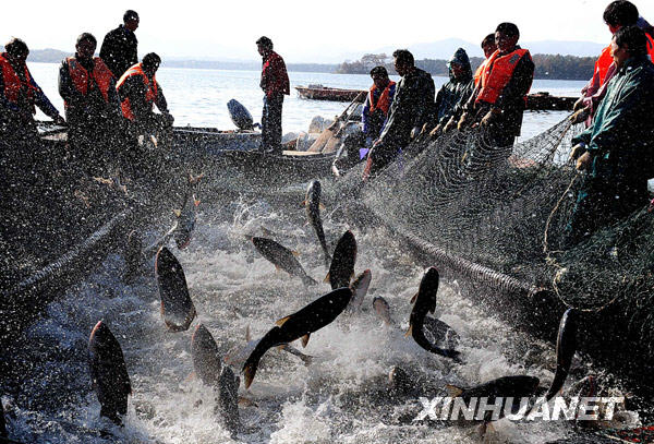 11月25日,在河南省信阳市南湾水库,渔业人员在收网捕鱼