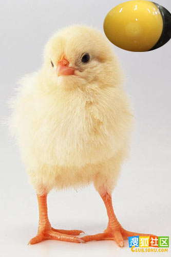 蛋黄是如何变成小鸡的呢？