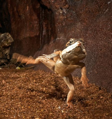 沙漠蜥蜴跑步图片