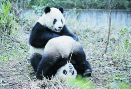 12月22日，“团团”（上）和“圆圆”在一起玩耍。