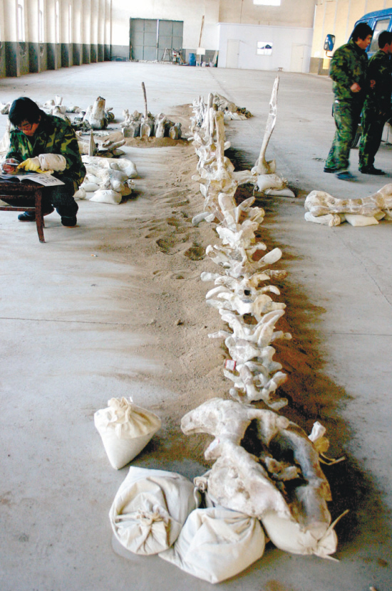 大型角龙头骨化石为亚洲首现(组图)