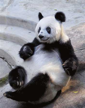 还有这种好事熊猫图图片
