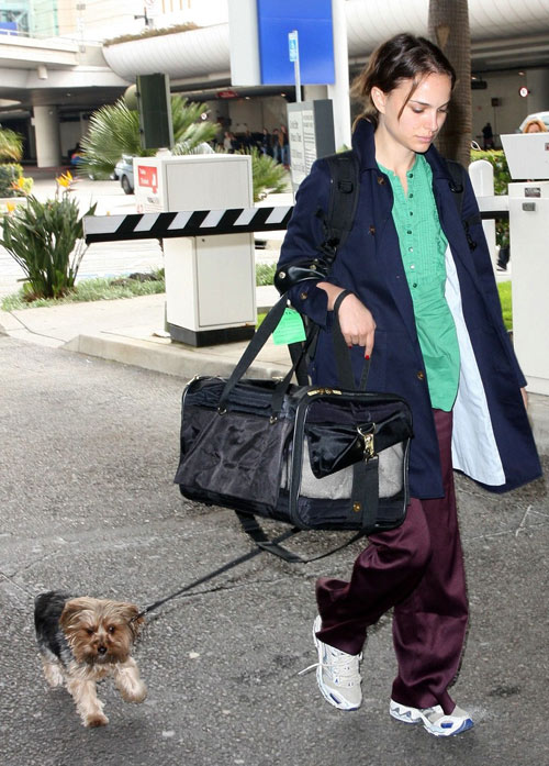 娜塔莉-波特曼牵宠物狗抵达机场