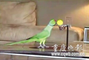 打篮球