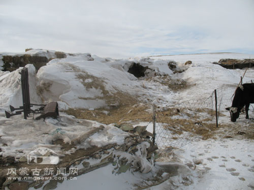 内蒙古锡林郭勒盟雪灾 新一轮降雪加重灾情(图)
