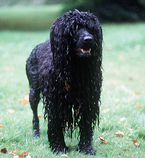 白宫14日喜迎第一狗——黑色卷毛葡萄牙水犬(组图)