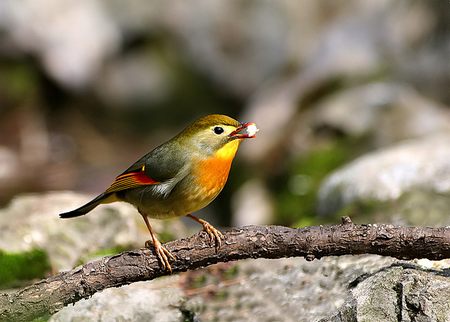 紅嘴相思鳥 資料圖片