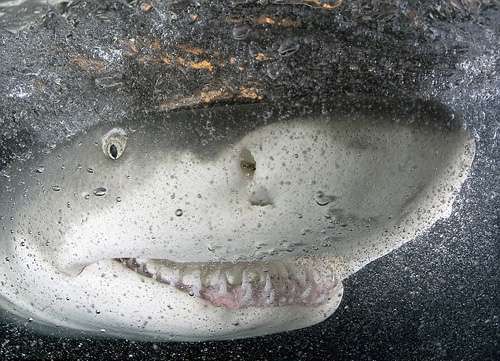世界上最丑的鲨鱼图片图片