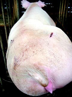 母猪怀孕二个月肚子图图片