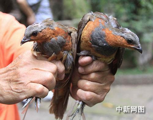 社會要聞 世態萬象 今年77歲的熊先生從小就喜歡在野外套野雞,竹雞