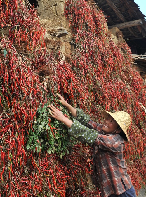 砚山(云南,2009年8月8日 辣椒红了 8月8日,砚山县维摩乡的