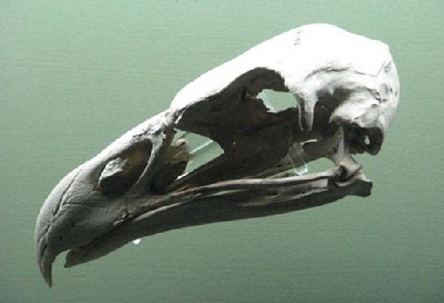 鹰骨骼标本图片