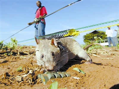 非洲巨鼠排雷图片