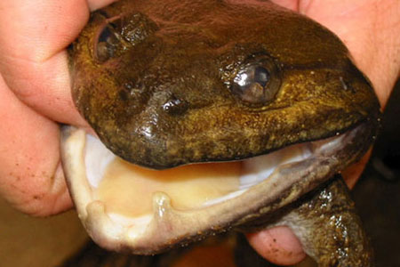湄公河流域发现新物种 青蛙长牙能吃鸟