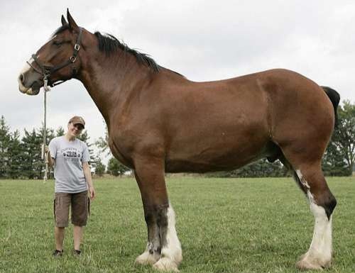 加拿大巨马刷新世界记录:身高3米(图)