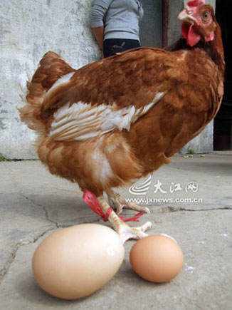 红玉母鸡下蛋图片图片