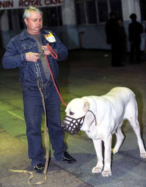 吉尔吉斯犬图片