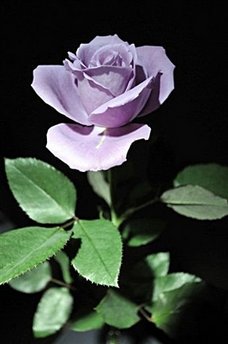 硫酸铜蓝玫瑰图片