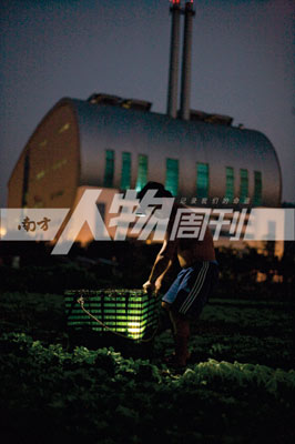 菜农正在李坑垃圾焚烧发电厂外面的菜田采摘生菜 图\大食