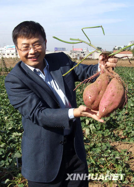 我国培育成功淀粉品质改良的转基因甘薯