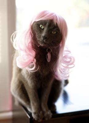 美国:造型雷人的猫咪发型(组图)