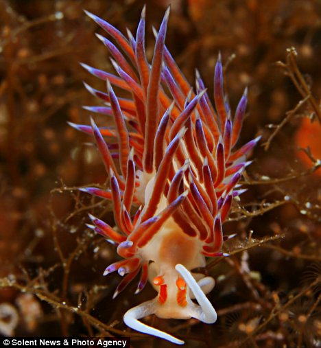 摄影师拍到海蛞蝓:用美丽的颜色警告敌人(组图)