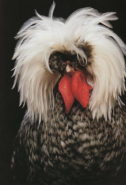造型师为鸡设计超雷人发型(组图)