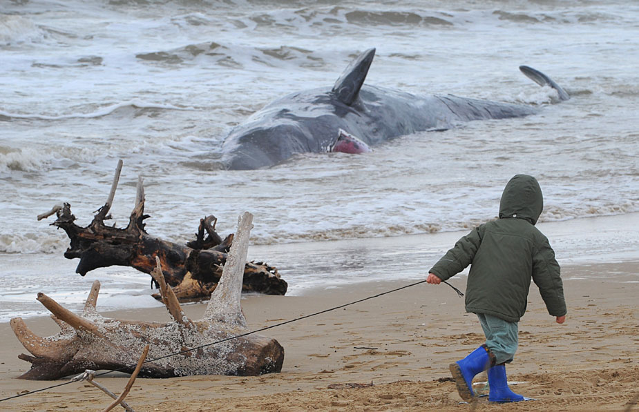 组图:抹香鲸群在意大利海滩搁浅 5头已死亡