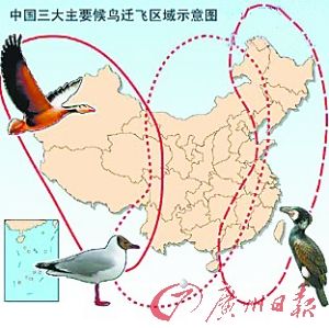 中国候鸟迁徙三大路线图片