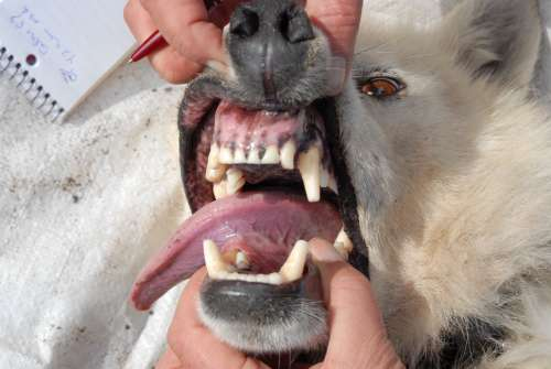 狼獾牙齿图片