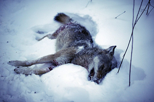 2010年1月2日,一头狼被打死在雪地中